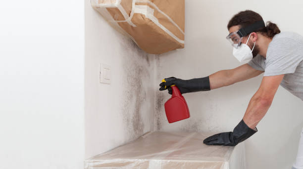 Basement Mold Remediation treatment on basement walls in Shiloh