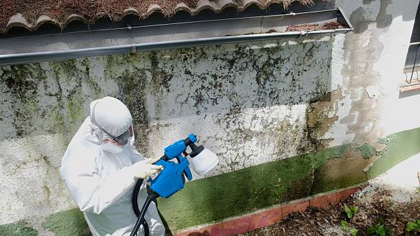 Mold Remediation service in Shiloh, Shiloh, NC